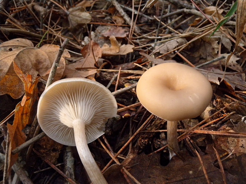 2 Clitocybe?